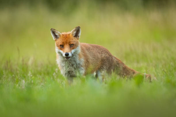 istock Orange fox in the meadow with the blurred background 1461282370