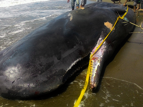 The giant sperm whale stranded on the coast of Krueng Cut, Aceh Besar, was dead and became the concern of the local community on (08/04/2016 14:36:04 +0000)