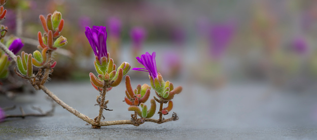 A selective focus shot of a purple Milkvetch flowering plant growing in the garden