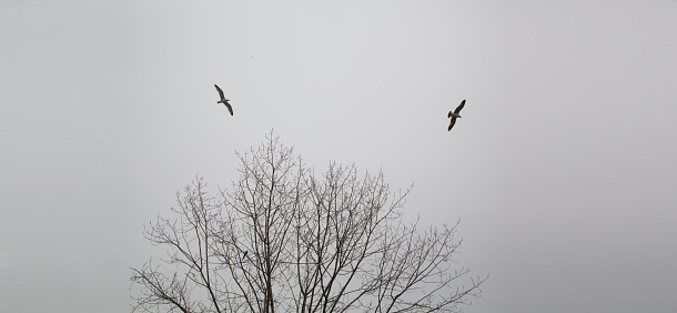 A scenic shot of birds flying over a dry tree on a foggy day