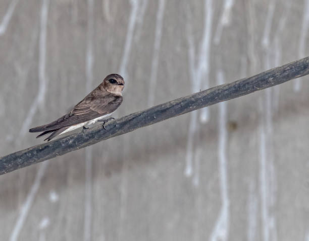 istock Little cute sand artin sitting and resting on a wire 1461283130
