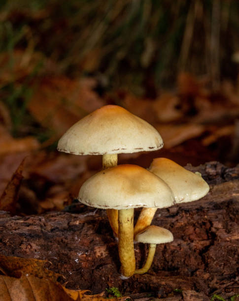 istock Vertical shot mushrooms growing in Ashridge woods 1461283202