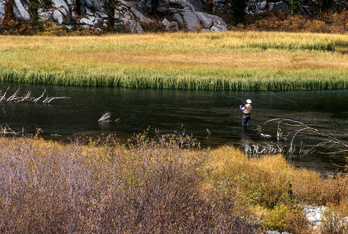 Chinese man in 60s wearing chest wader, casting in local glacier fed river.  Pitt River, British Columbia, Canada.