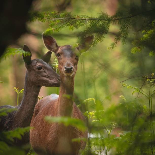 istock Beautiful European fallow deer (Dama dama) resting in the field on the blurred background 1461284287