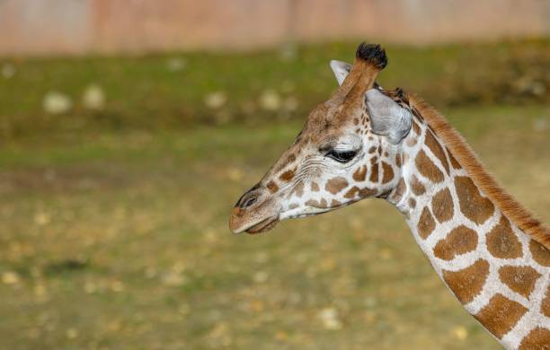 istock Nubian giraffe head against yellowing grass blurred background 1461284354
