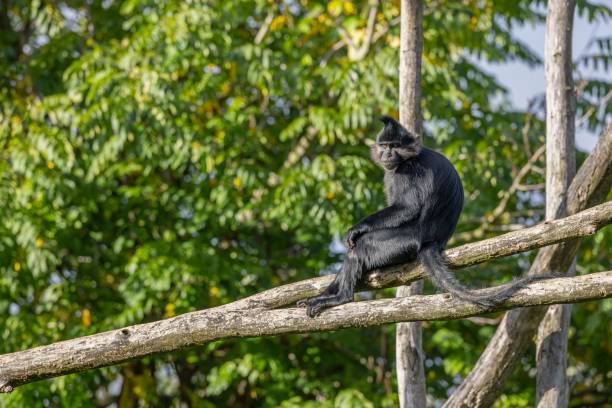 istock Black crested mangabey playing on wooden rodes sunlit trees blurred background 1461284362