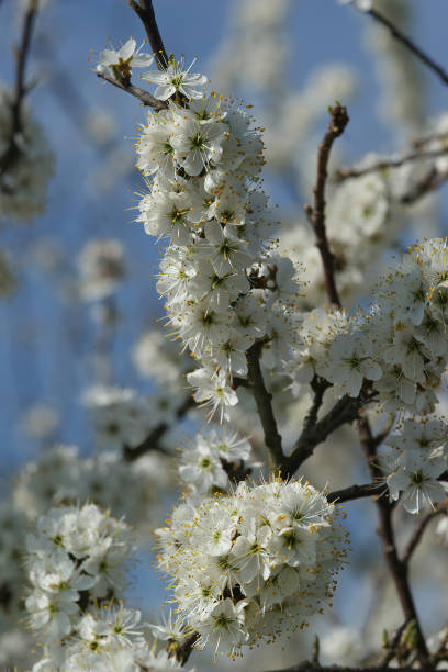 istock Vertical closeup on an abundant white blossoming blackthorn, Prunus spinosa, 1461284434