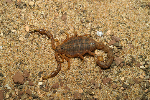 Closeup on the devil's or stripe-tailed corpion, Hoffmannius spinigerus from the desert of Arizona