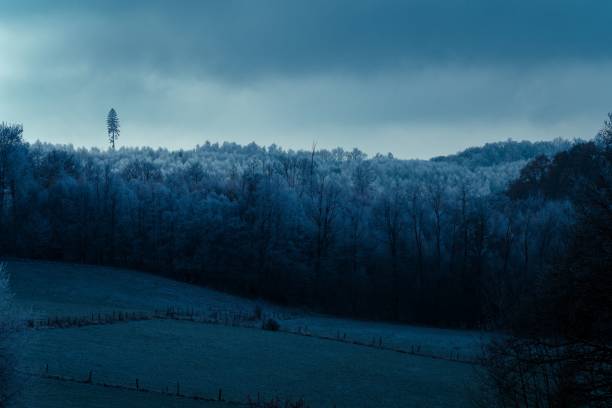 istock Aerial view of  forest with dense frozen trees 1461285247
