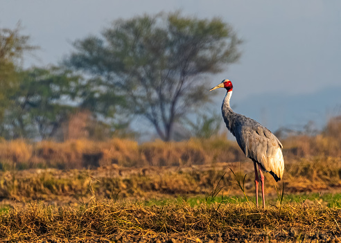 A lonely Australian crane standing in a field in the daytime.