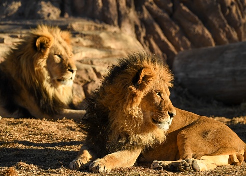 A closeup shot of wild lions lying on the ground on a sunny day