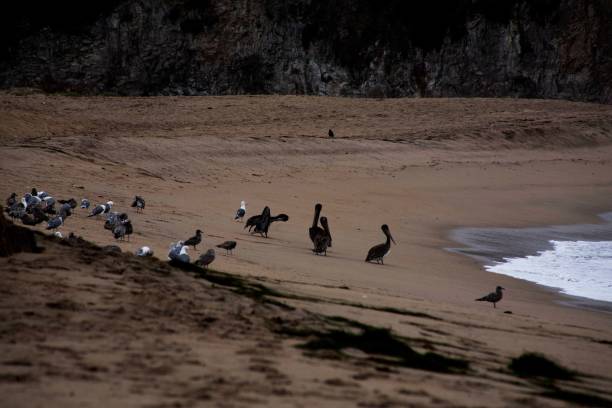 istock Flock of seagulls on the seashore surrounded by cliffs 1461285920