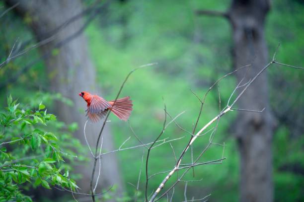 istock Red northern cardinal bird perched on a branch 1461286059