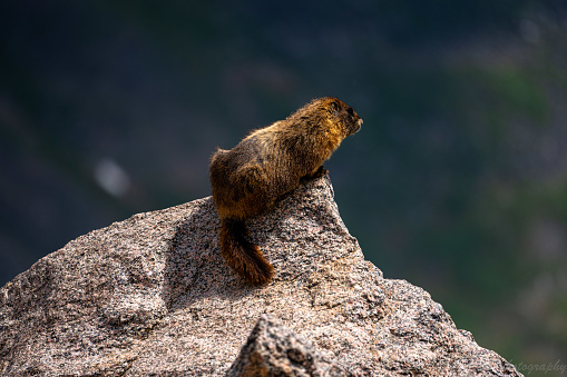 A yellow-bellied marmot on a rock by the lake