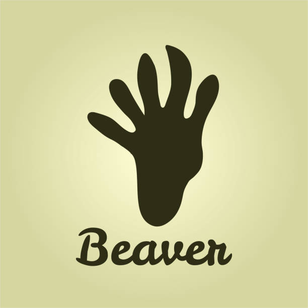 비버 트랙. 비버 발자국. 비버 트레일. 야생 동물, 사냥. - beaver animal track paw paw print stock illustrations