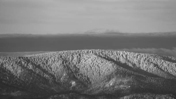 istock Grayscale panoramic view of a dense forest covering a mountain in Slovakia 1461286761