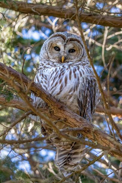 istock Vertical low angle shot of a Barred Owl on a tree branch 1461286841