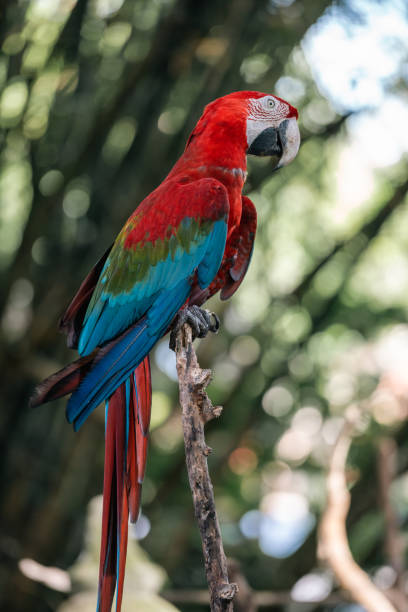 istock Vertical shot of a perched colorful macaw 1461286864