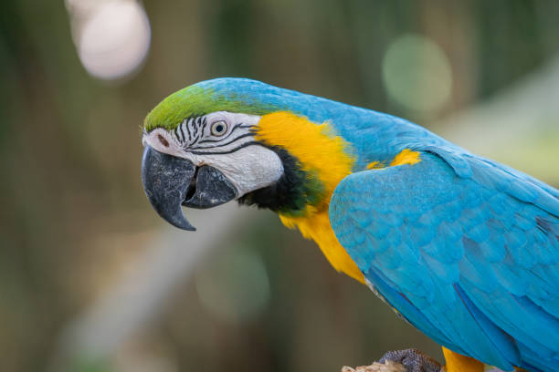 istock Selective focus shot of a perched colorful macaw 1461286896