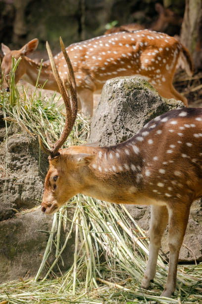 istock Vertical shot of dappled deer in a field 1461286920