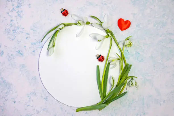 Creative layout made with snowdrop flowers and ladybugs on a circle. Postcard for the holiday of March 1, Martisor, Baba Marta or Women's Day. Space for text.