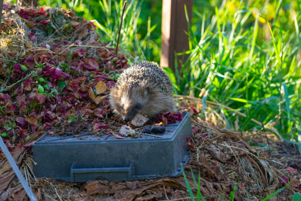 A hedgehog eating dry plants in a park