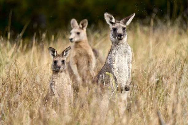 istock Selective focus shot of eastern gray kangaroo standing among long grass with blur background 1461288072