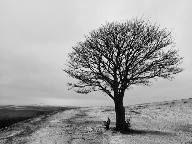 istock Greyscale shot of a bare tree in the desert 1461288207