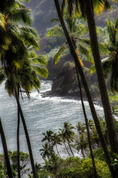 istock Coconut trees on the island near the ocean 1461288228