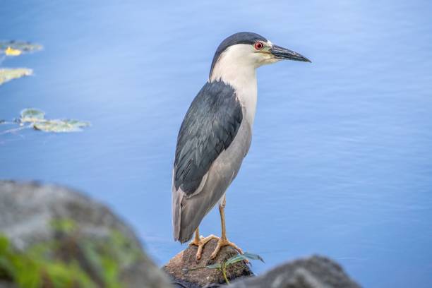 Closeup of a Black-crowned night heron perched on a rock in a lake A closeup of a Black-crowned night heron perched on a rock in a lake black crowned night heron nycticorax nycticorax stock pictures, royalty-free photos & images