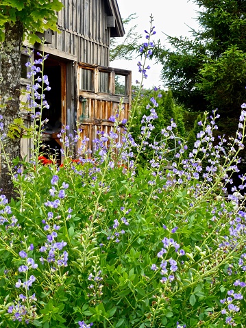 A vertical shot of Blue False Indigo flowering shrub in front of old wooden barn door