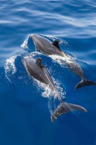 istock Closeup shot of beautiful dolphins 1461288372