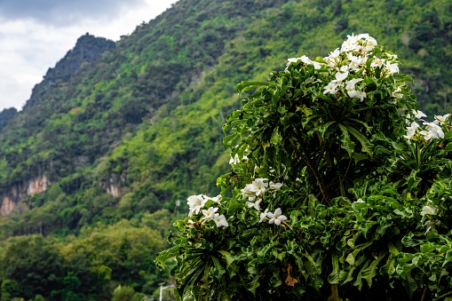 A shrub of plumeria pudica flowers on the background of a green hill