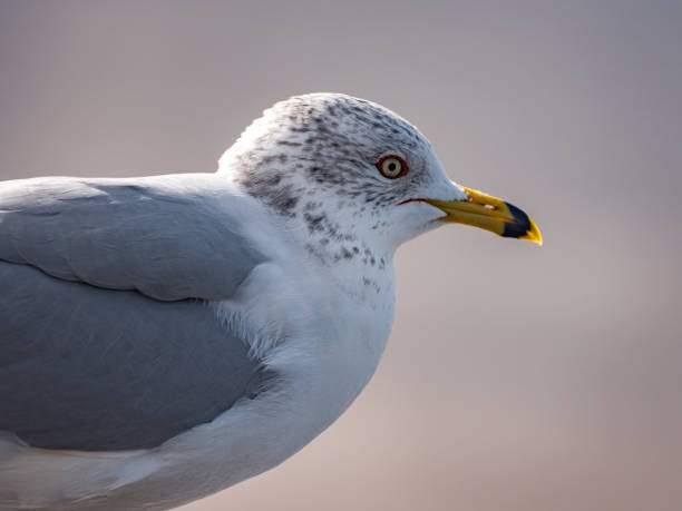 istock Closeup of a seagull on a blurred background 1461288486