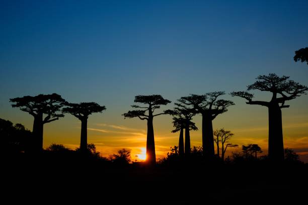 istock Landscape shot of a large tree during an orange sunset 1461288494