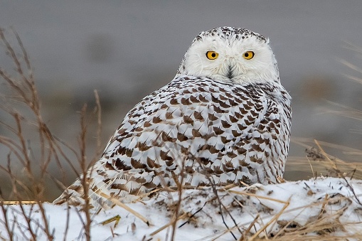 A snowy owl.