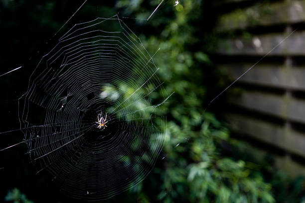 istock View of a spider on its web in the garden 1461289483