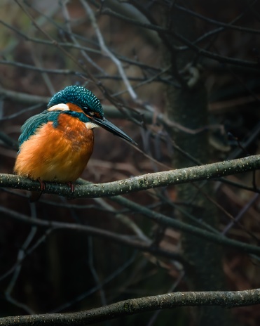 A vertical shot of a Common kingfisher sitting on a tree branch