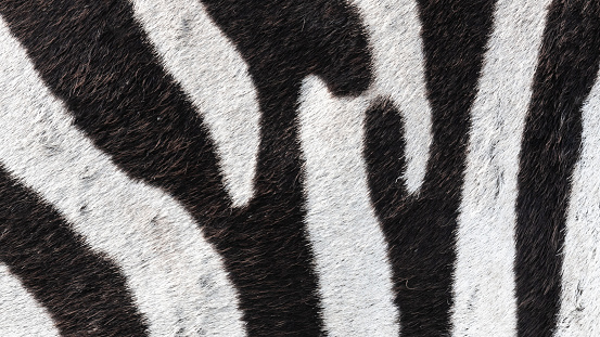 A closeup of the skin of a zebra in Tanzania - perfect for wallpapers