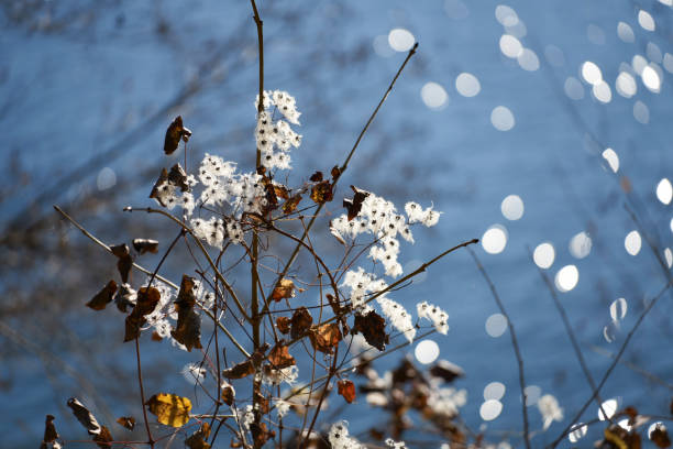 Frozen dry plants covered by white crystals of rime ice on a defocused wild flower meadow background.