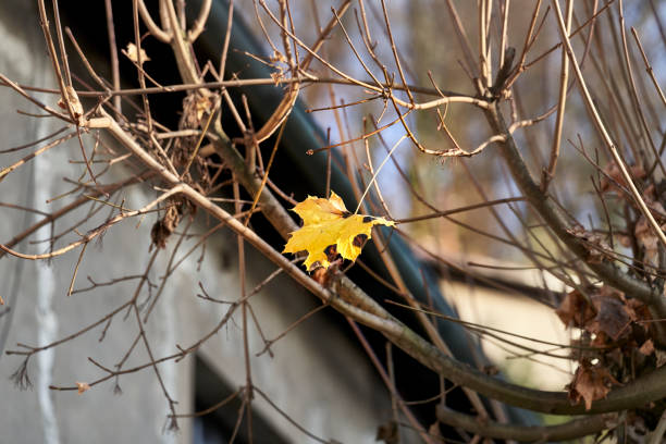 A selective focus shot of the only leaf on the tree during the Fall
