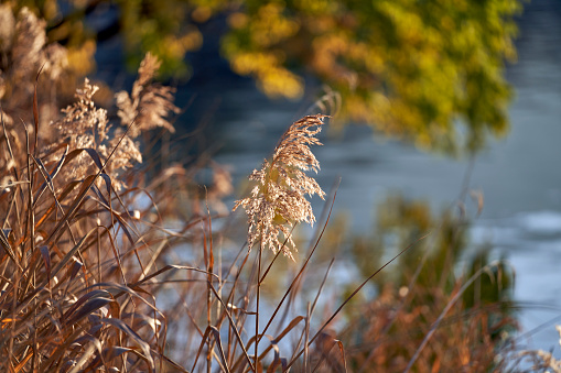 A selective focus shot of Scirpus growing in the shore of the lake