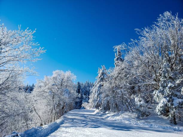 istock Breathtaking landscape with snowy mountain and white forests under blue sky 1461290051
