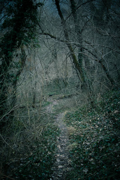 istock Scenic shot of a pathway that goes through the mysterious forest 1461290205