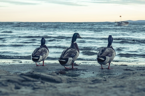 A rear of three domestic ducks walking toward sea on the sand, clear sky background
