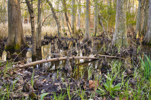istock Trees grown in a swamp in a forest 1461290481