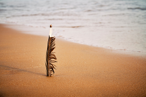 A closeup shot of a feather in the sand at the beach