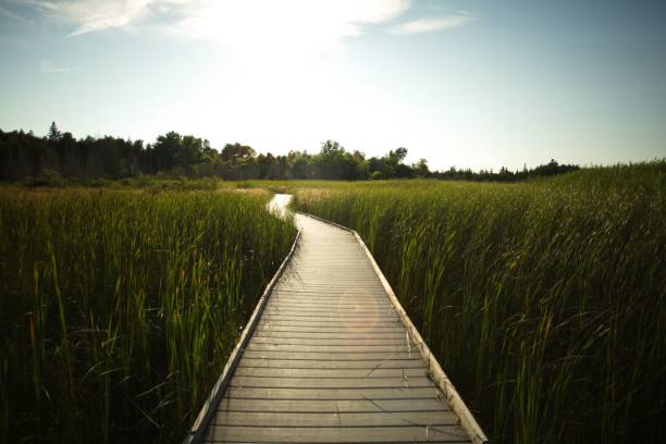 istock Rural road in the park surrounded by green grass 1461291030