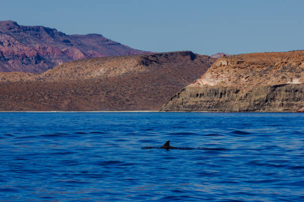 istock Dolphin swimming underwater in the ocean 1461291066