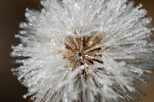 A closeup shot of a beautiful frozen dandelion